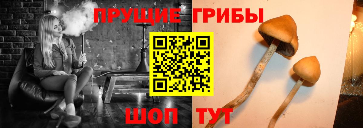 Псилоцибиновые грибы Psilocybine cubensis  Вход с VPN  Сосновый Бор 